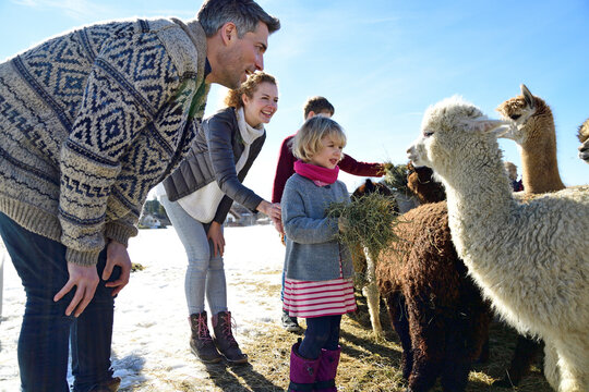 Family feeding alpacas with hay on a field in winter