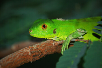 Iguana 