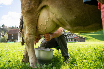 Farmer milking a cow on pasture - obrazy, fototapety, plakaty