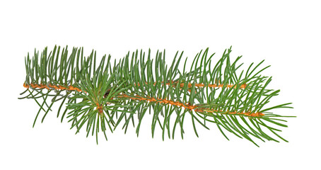 Branch of Nordmann Fir Christmas Tree. Green spruce or pine branch with needles. Isolated on white...