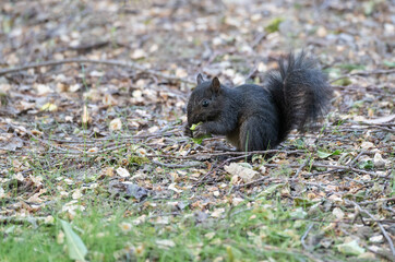 Black Grey Squirrel in Minora Park in Richmond, Vancouver, Canada