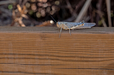 Anacridium aegyptium egyptian locust great planthopper.