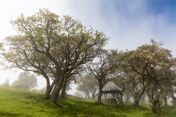 Reunion, Reunion National Park, Route du volcan, picnic place