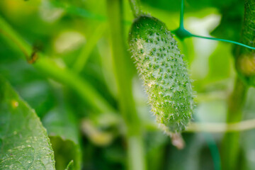 Cucumber growing in the garden. Selective focus. nature. - obrazy, fototapety, plakaty