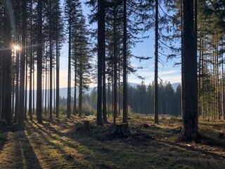 sunny morning in the spruce forest
