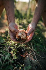 Close-up of onion in hands of farmer