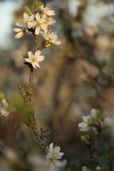 Branch with sun shining on white cherry blossoms on a spring evening in Potzbach, Germany.