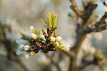 Cherry blossom buds on the end of a tree branch on a spring evening in Potzbach, Germany.