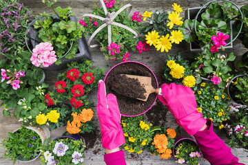Hands of woman planting large variety of summer flowers
