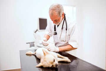 Senior vet giving dog an injection in clinic