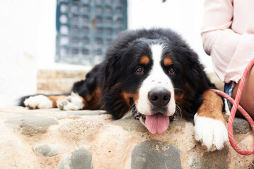 Portrait of a bernese mountain dog lying on the ground with a tired faced