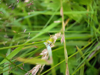 grasshopper in grass