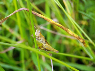 Fototapeta premium grasshopper on grass