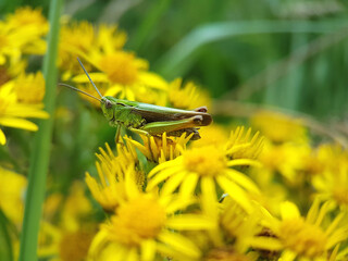 grasshopper on a flower