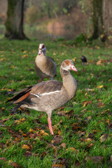 Portrait in profile of an young Egyptian goose (Alopochen aegyptiaca) with an adult male in the background