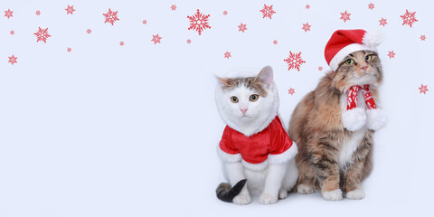 Red fluffy Cat in a Santa Claus hat sits next to a white small cat in a santa suit. Two beautiful Christmas cats on a white background. Santa's helper. Winter. Happy New Year. Snowflakes