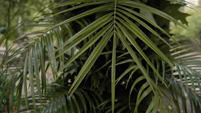 Green palm leaves. Tropical palm leaf swaying in the wind. Striped exotic fresh juicy leaves in shadow. 