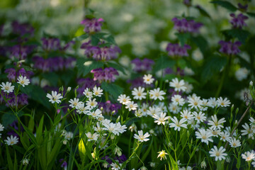 lush bloom of cute white and lilac flowers in the spring forest.