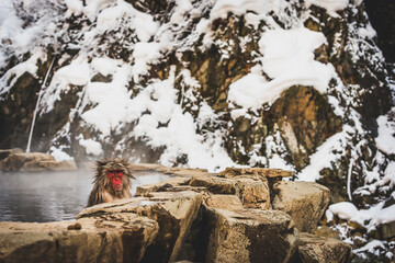Japan, Yamanouchi, Jigokudani Monkey Park, bathing red-faced makak