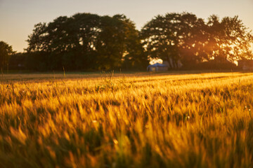 Barley field during the sunset in gloden hour. Filed of almost riped cereals dedicated to make...