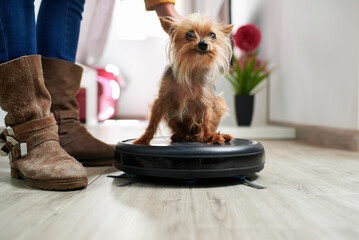 Woman placing Yorkshire terrier on robotic vacuum cleaner at home