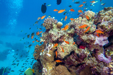 Colorful, picturesque coral reef at the bottom of tropical sea, hard corals and fishes Anthias,...