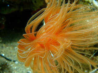 Naklejka na ściany i meble Polychaeta Smooth tubeworm or red-spotted horseshoe (Protula tubularia) extreme close-up undersea, Aegean Sea, Greece, Halkidiki