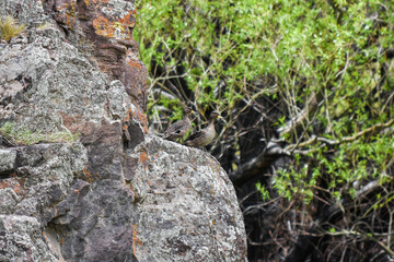 Aves de la patagonia argentina