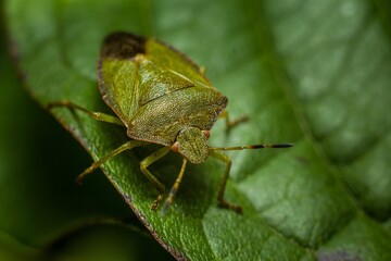 the brown and black bug is on the green leaf of the plant