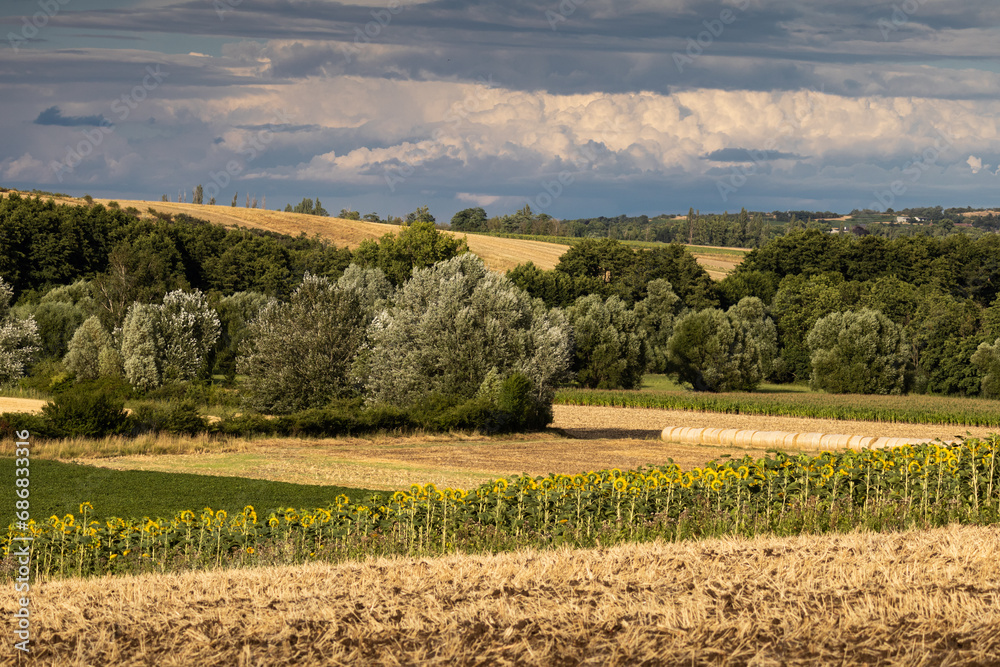 Sticker Summer field with sunflowers and plants - farm in Austria