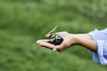 Hands holding plant and soil