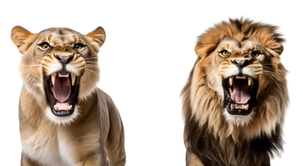 Foto op Aluminium Angry Lion and Aggressive Lioness: Savannah Predators Set, Isolated on Transparent Background, PNG © Only Best PNG's