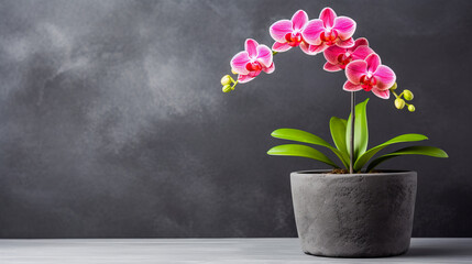 Beautiful blooming pink orchid, on a table near grey wall. Space for text