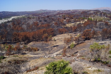Burnt vegetation in the centre of the island of Rhodes, after the wildfires  in July 2023