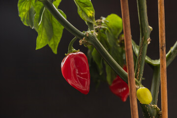Hot Habanero pepper. Balcony flower. A green plant grown on a balcony.