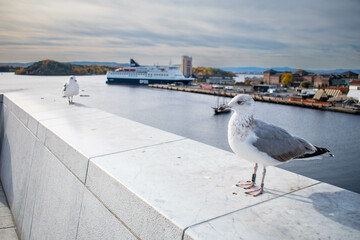 A seagull on the Opera house roof, Oslo - obrazy, fototapety, plakaty