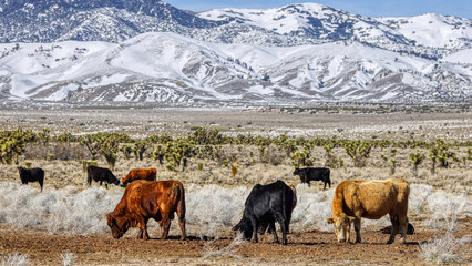 Cattle grazing with snow capped mountaions.