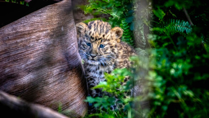 Baby leopard