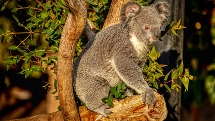 Koala