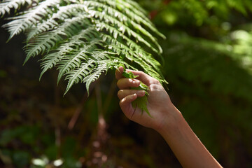 Spain, Canary Islands, La Palma, close-up of a hand touching green forest fern leaf
