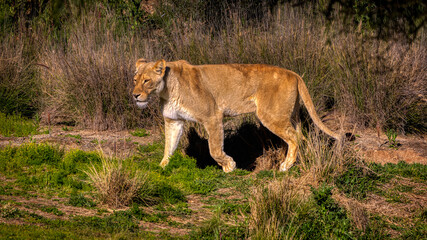 Lion walking throught the brush.