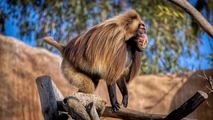Hamadryas Baboons
