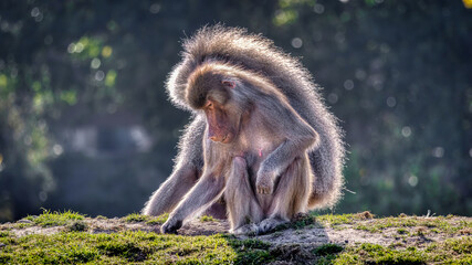 Hamadryas Baboons