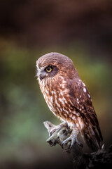 A New Zealand cuckoo owl sits on a small branch. Its brown plumage camouflages it well. The little one has a fierce look