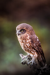A New Zealand cuckoo owl sits on a small branch. Its brown plumage camouflages it well. The little one has a fierce look