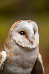 A close-up of a barn owl. The view falls sideways onto its face.