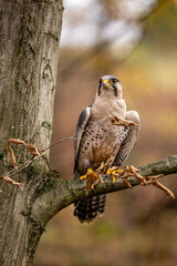 A Lanner falcon perches on a side branch of a tree. Its gray plumage stands out beautifully against the autumnal background.