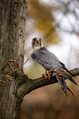 A Lanner falcon perches on a side branch of a tree. Its gray plumage stands out beautifully against the autumnal background.