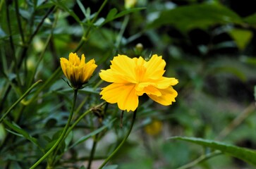 Indian natural Flowers pics form Kerala