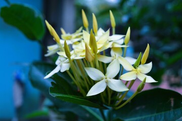 Indian natural Flowers pics form Kerala
